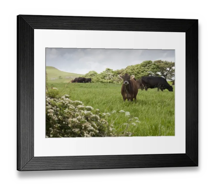 Framed Print : Domestic Cattle, Brown Swiss dairy cows, herd grazing in long grass, Whitewell, Clitheroe, Lancashire, England, may Framed Print : Domestic Cattle, Brown Swiss dairy cows, herd grazing in long grass, Whitewell, Clitheroe, Lancashire, England, may