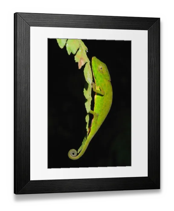 Framed Print : Glaw's Chameleon (Calumma glawi) adult, on leaf in primary rainforest, Ranomafana N. P. Eastern Madagascar, august Framed Print : Glaw's Chameleon (Calumma glawi) adult, on leaf in primary rainforest, Ranomafana N. P. Eastern Madagascar, august