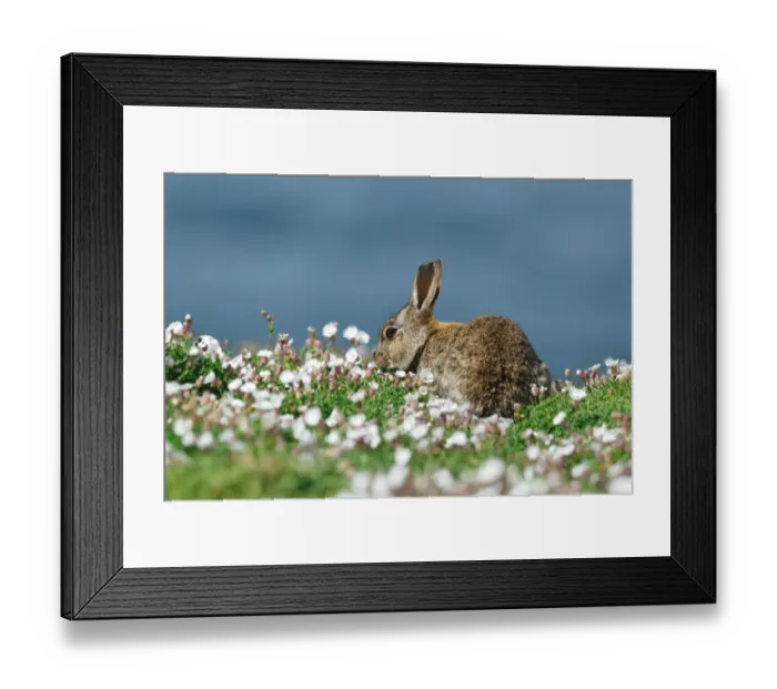 Framed Print : European Rabbit (Oryctolagus cuniculus) young, feeding amongst Sea Campion (Silene uniflora) on coastal cliffs, Skomer Island, Pembrokeshire, Wales, may Framed Print : European Rabbit (Oryctolagus cuniculus) young, feeding amongst Sea Campion (Silene uniflora) on coastal cliffs, Skomer Island, Pembrokeshire, Wales, may