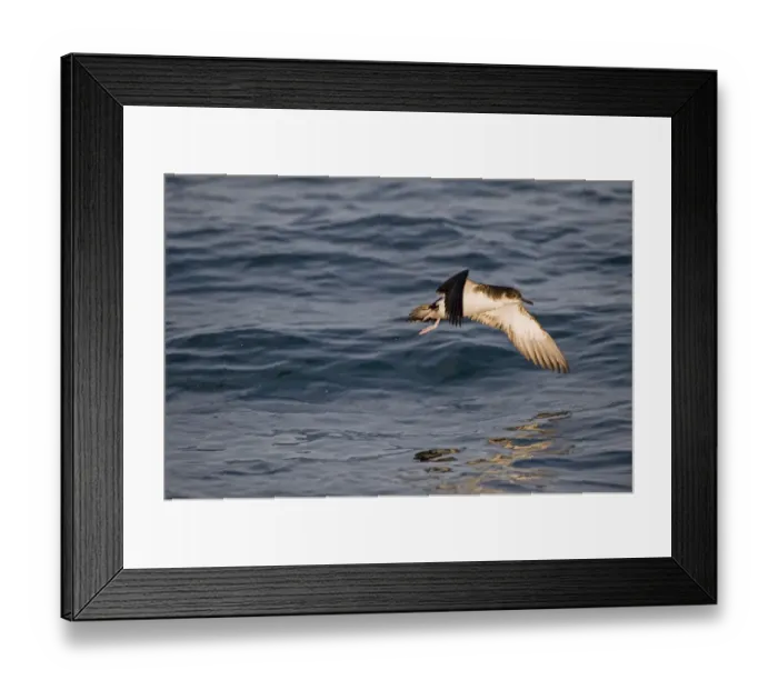 Framed Print : Manx Shearwater (Puffinus puffinus) adult, in flight over sea, St. Bride's Bay, off Skomer Island, Pembrokeshire, Wales, july Framed Print : Manx Shearwater (Puffinus puffinus) adult, in flight over sea, St. Bride's Bay, off Skomer Island, Pembrokeshire, Wales, july