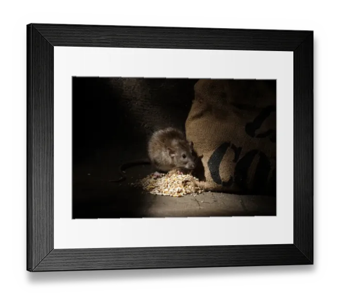 Framed Print : Brown Rat (Rattus norvegicus) adult, feeding on grain spilt from sack, England, august (captive) Framed Print : Brown Rat (Rattus norvegicus) adult, feeding on grain spilt from sack, England, august (captive)