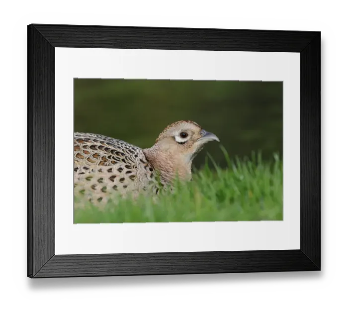 Framed Print : Common Pheasant (Phasianus colchicus) adult female, close-up of head, hiding in grass, Oxfordshire, England, april Framed Print : Common Pheasant (Phasianus colchicus) adult female, close-up of head, hiding in grass, Oxfordshire, England, april