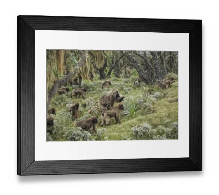 Framed Print : Gelada (Theropithecus gelada) adult male with females and young, leading troop through afro-alpine heathland habitat, Simien Mountains, Ethiopia Framed Print : Gelada (Theropithecus gelada) adult male with females and young, leading troop through afro-alpine heathland habitat, Simien Mountains, Ethiopia