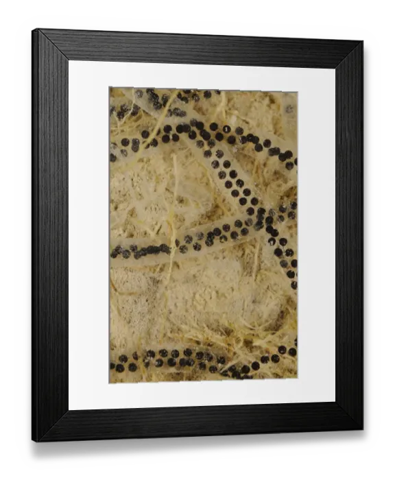 Framed Print : European Green Toad (Bufo viridis) eggs in water, Italy, may Framed Print : European Green Toad (Bufo viridis) eggs in water, Italy, may