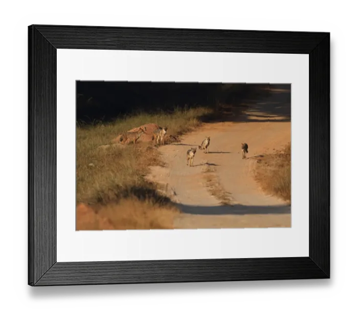 Framed Print : Golden Jackal (Canis aureus) five adults, on dirt track, Kanha N. P. Madhya Pradesh, India, november Framed Print : Golden Jackal (Canis aureus) five adults, on dirt track, Kanha N. P. Madhya Pradesh, India, november