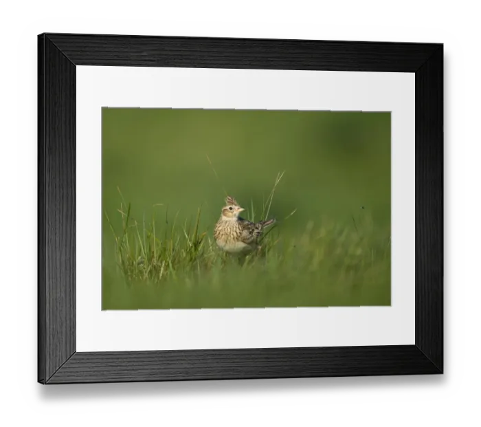 Framed Print : Skylark (Alauda arvensis) adult, standing in grass, Norfolk, England, may
