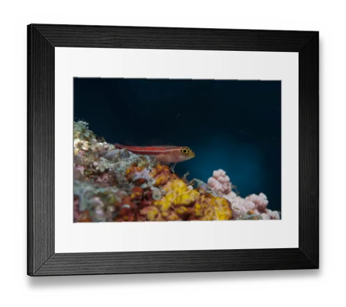 Framed Print : Striped Triplefin (Helcogramma striatum) adult, resting on coral encrusted shipwreck, Liberty Wreck, Tulamben, Bali, Lesser Sunda Islands, Indonesia
