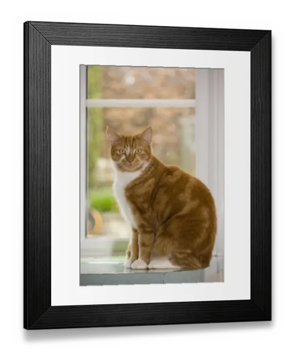 Framed Print : Domestic Cat, ginger and white tabby, adult, sitting on worktop beside window, England Framed Print : Domestic Cat, ginger and white tabby, adult, sitting on worktop beside window, England