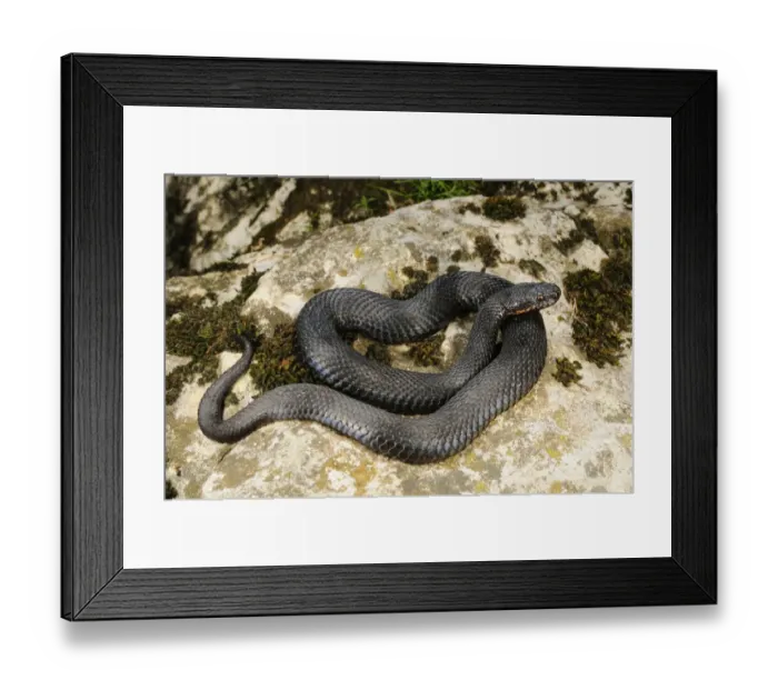 Framed Print : European Adder (Vipera berus) melanic adult, coiled on rock, Italian Alps, Italy, october
