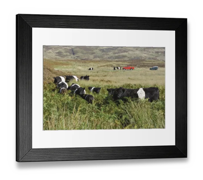 Framed Print : Domestic Cattle, Belted Galloway herd, standing amongst bracken on fell, with 4x4 vehicles in distance, Croasdale Framed Print : Domestic Cattle, Belted Galloway herd, standing amongst bracken on fell, with 4x4 vehicles in distance, Croasdale