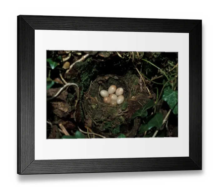 Framed Print : Robin (Erithacus rubecula) Nest and eggs