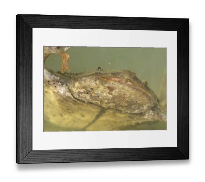 Framed Print : Surinam Toad (Pipa pipa) adult, close-up of head, underwater, Madre de Dios, Amazonia, Peru Framed Print : Surinam Toad (Pipa pipa) adult, close-up of head, underwater, Madre de Dios, Amazonia, Peru