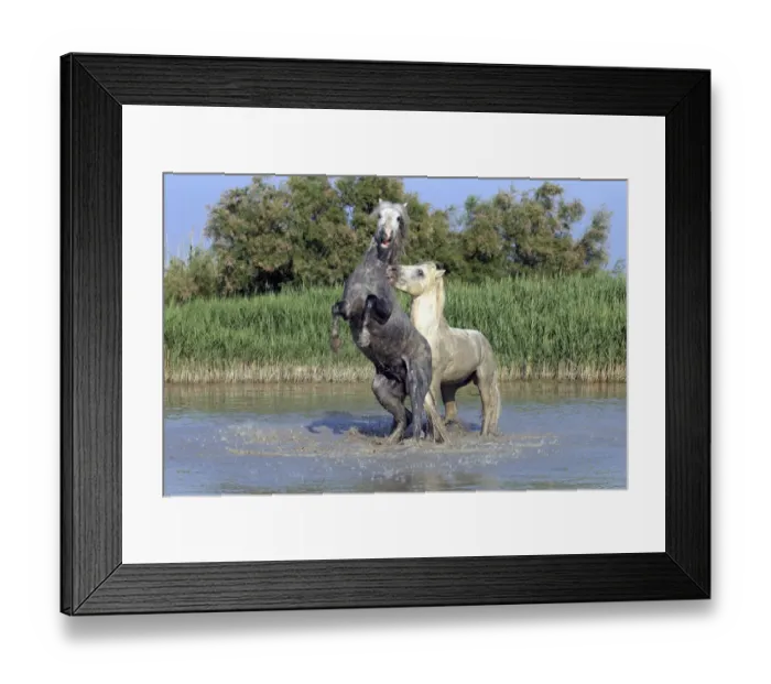 Framed Print : Camargue Horse, two stallions, fighting in water, Saintes Marie de la Mer, Camargue, Bouches du Rhone, France Framed Print : Camargue Horse, two stallions, fighting in water, Saintes Marie de la Mer, Camargue, Bouches du Rhone, France