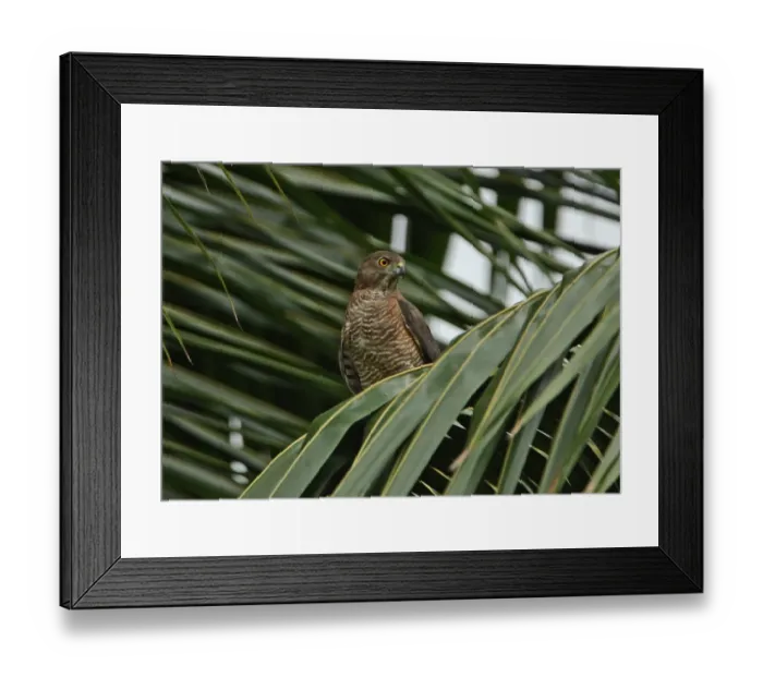 Framed Print : Shikra (Accipiter badius badius) adult female, perched on palm frond, Sri Lanka, december Framed Print : Shikra (Accipiter badius badius) adult female, perched on palm frond, Sri Lanka, december