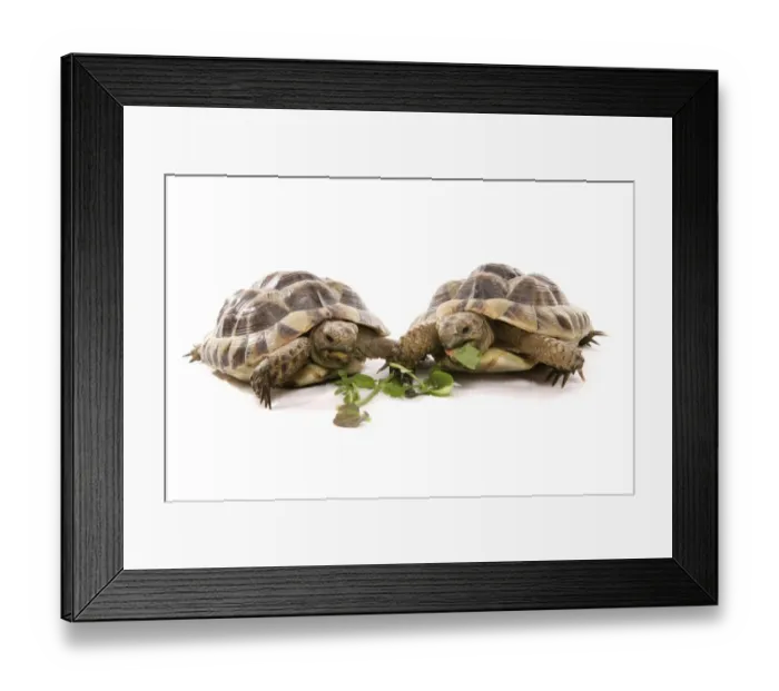 Framed Print : Hermann's Tortoise (Testudo hermanni) two adults, feeding on leaves Framed Print : Hermann's Tortoise (Testudo hermanni) two adults, feeding on leaves