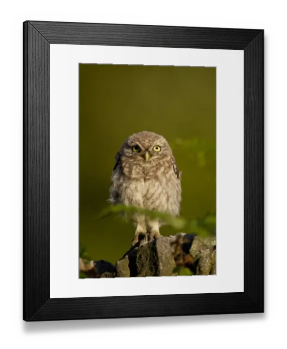 Framed Print : Little Owl (Athene noctua) juvenile, recently fledged, perched on gritstone wall, Derbyshire, England, august Framed Print : Little Owl (Athene noctua) juvenile, recently fledged, perched on gritstone wall, Derbyshire, England, august