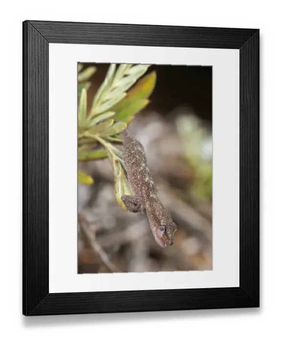 Framed Print : European Leaf-toed Gecko (Euleptes europaea) adult, cleaning eye with tongue, clinging to leaves, Italy, august