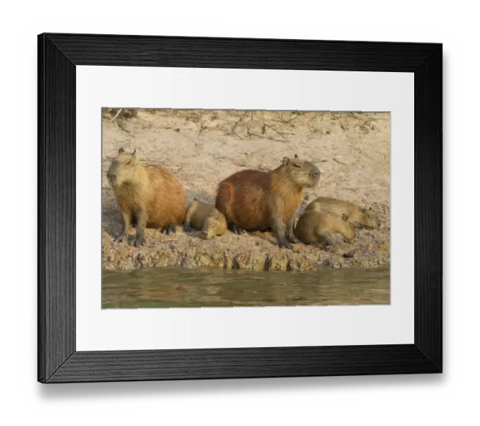 Framed Print : Capybara (Hydrochaerus hydrochaeris) two adults with young, resting on riverbank, Paraguay River, Pantanal, Mato Grosso, Brazil