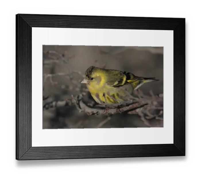 Framed Print : Black-chinned Siskin (Carduelis barbata) immature male, perched on twig, Ushuaia, Tierra del Fuego, Argentina, august Framed Print : Black-chinned Siskin (Carduelis barbata) immature male, perched on twig, Ushuaia, Tierra del Fuego, Argentina, august