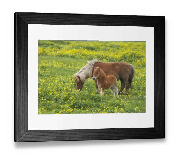 Framed Print : Shetland Pony, mare and foal, grazing amongst Marsh Marigold (Caltha palustris) flowers, Mainland, Shetland Islands, Scotland