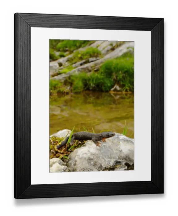 Framed Print : Pyrenean Brook Newt (Calotriton asper) immature, on rocks beside water, Ordesa y Monte Perdido N. P. Pyrenees, Aragon, Spain, june Framed Print : Pyrenean Brook Newt (Calotriton asper) immature, on rocks beside water, Ordesa y Monte Perdido N. P. Pyrenees, Aragon, Spain, june
