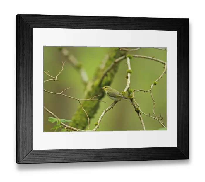 Framed Print : Wood Warbler (Phylloscopus sibilatrix) adult, perched on branch, Wood of Cree RSPB Reserve, Dumfries and Galloway, Scotland, may Framed Print : Wood Warbler (Phylloscopus sibilatrix) adult, perched on branch, Wood of Cree RSPB Reserve, Dumfries and Galloway, Scotland, may