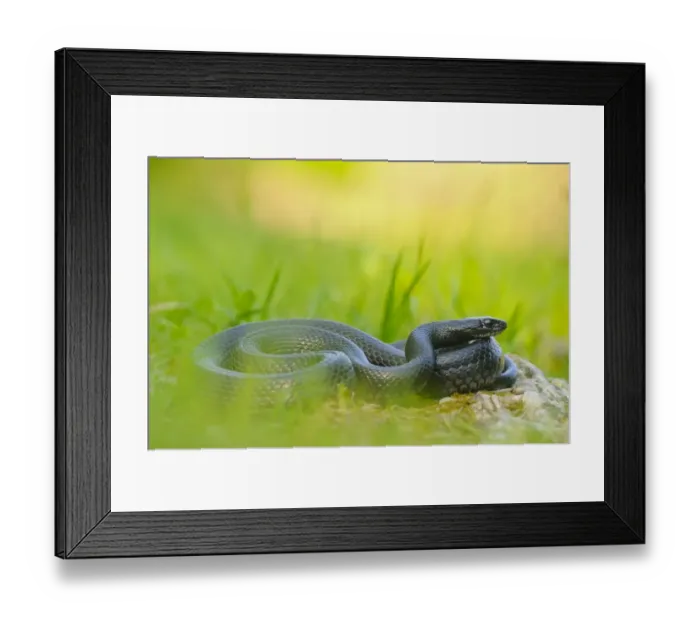Framed Print : Western Whipsnake (Hierophis viridiflavus) melanistic form, adult, basking amongst grass, Italy, april Framed Print : Western Whipsnake (Hierophis viridiflavus) melanistic form, adult, basking amongst grass, Italy, april