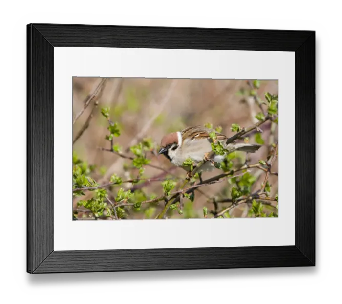 Framed Print : Eurasian Tree Sparrow (Passer montanus) adult, perched on twig, East Yorkshire, England, april Framed Print : Eurasian Tree Sparrow (Passer montanus) adult, perched on twig, East Yorkshire, England, april