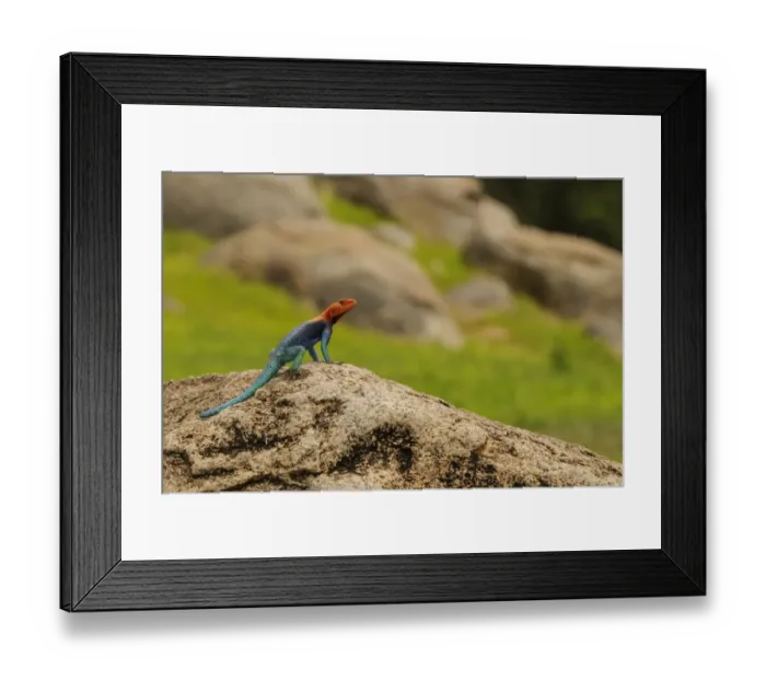 Framed Print : Rock Agama (Agama agama) adult male, standing on rock, Ruaha N. P. Tanzania Framed Print : Rock Agama (Agama agama) adult male, standing on rock, Ruaha N. P. Tanzania