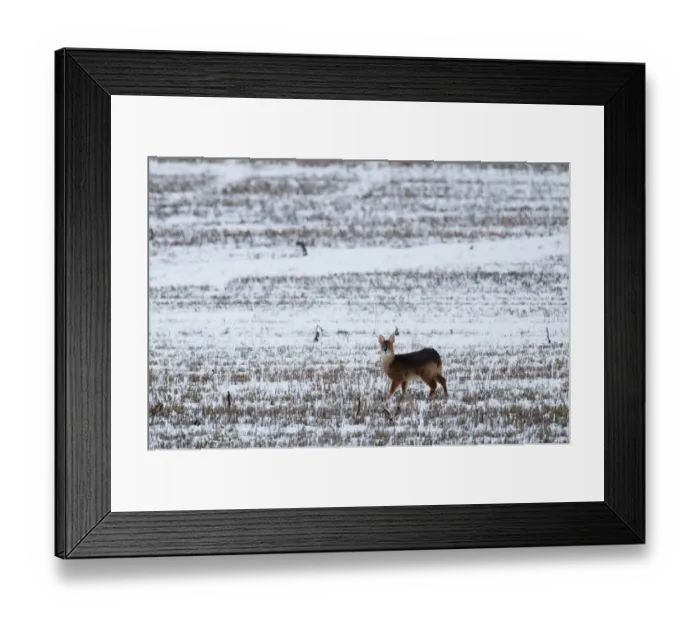 Framed Print : Chinese Water Deer (Hydropotes inermis) introduced species, adult, standing in snow covered stubble field, Norfolk, England, january Framed Print : Chinese Water Deer (Hydropotes inermis) introduced species, adult, standing in snow covered stubble field, Norfolk, England, january