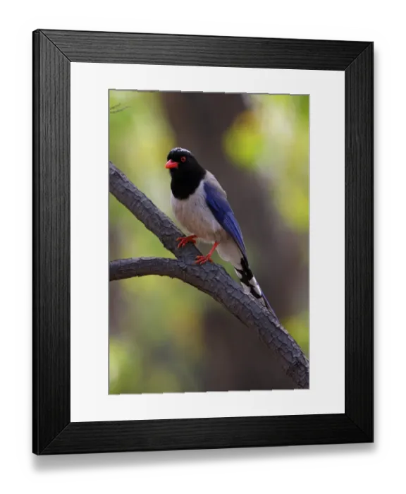 Framed Print : Red-billed Blue Magpie (Urocissa erythrorhyncha brevivexilla) adult, perched on branch, Beidaihe, Hebei, China, may Framed Print : Red-billed Blue Magpie (Urocissa erythrorhyncha brevivexilla) adult, perched on branch, Beidaihe, Hebei, China, may