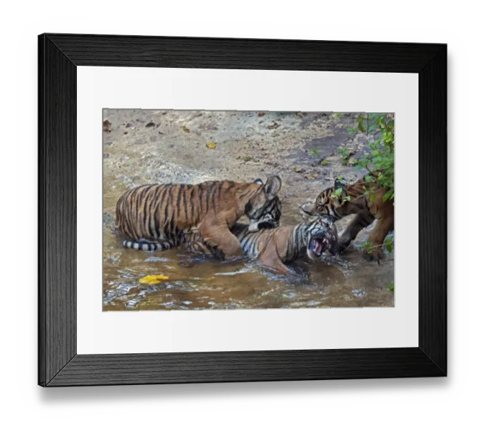 Framed Print : Malayan Tiger (Panthera tigris jacksoni) three cubs, playfighting at edge of water, captive Framed Print : Malayan Tiger (Panthera tigris jacksoni) three cubs, playfighting at edge of water, captive