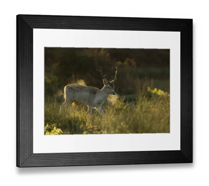 Framed Print : Fallow Deer (Dama dama) buck, breath condensing in cold air at dawn, during rutting season, Leicestershire, England, november Framed Print : Fallow Deer (Dama dama) buck, breath condensing in cold air at dawn, during rutting season, Leicestershire, England, november