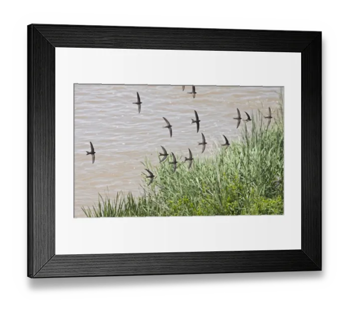 Framed Print : Common Swift (Apus apus) flock, in flight, screaming over water, Spain, june Framed Print : Common Swift (Apus apus) flock, in flight, screaming over water, Spain, june