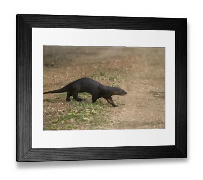Framed Print : Neotropical Otter (Lontra longicaudis) adult, walking across track, Pantanal, Mato Grosso, Brazil Framed Print : Neotropical Otter (Lontra longicaudis) adult, walking across track, Pantanal, Mato Grosso, Brazil