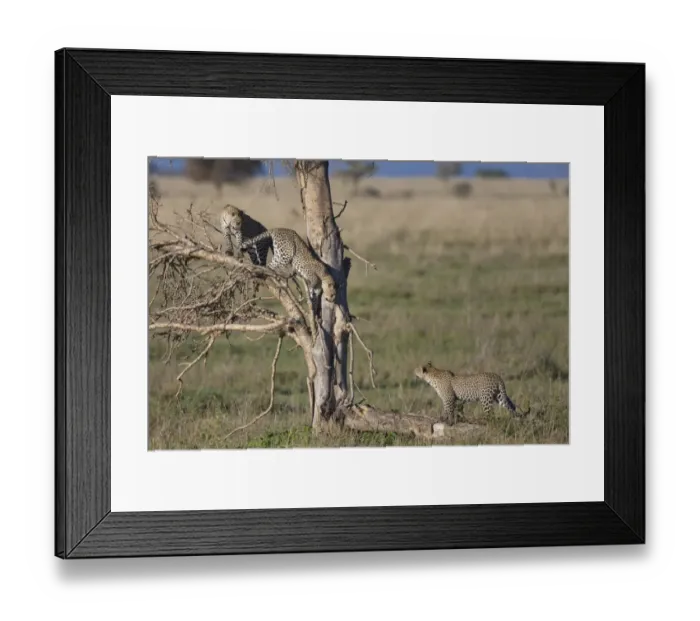 Framed Print : African Leopard (Panthera pardus pardus) adult female with two cubs, climbing in dead tree, Serengeti N. P. Tanzania, november Framed Print : African Leopard (Panthera pardus pardus) adult female with two cubs, climbing in dead tree, Serengeti N. P. Tanzania, november