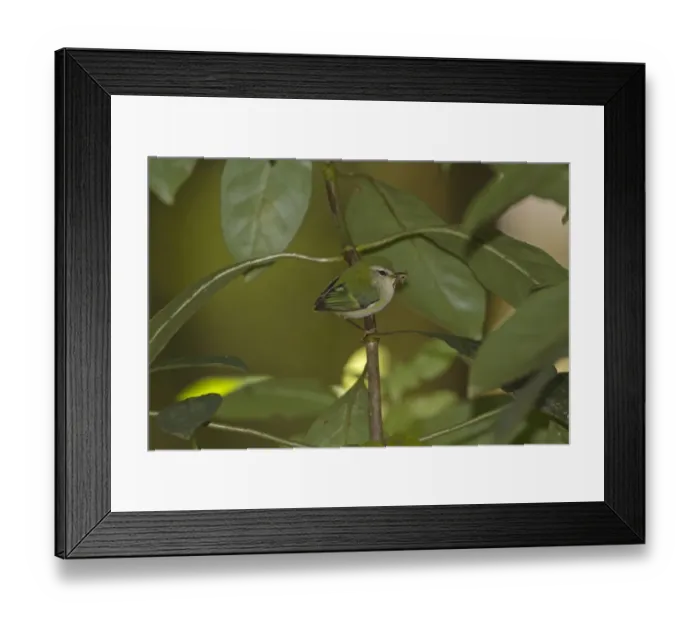 Framed Print : Rifleman (Acanthisitta chloris) adult male, with insect in beak, perched on twig, New Zealand, november Framed Print : Rifleman (Acanthisitta chloris) adult male, with insect in beak, perched on twig, New Zealand, november