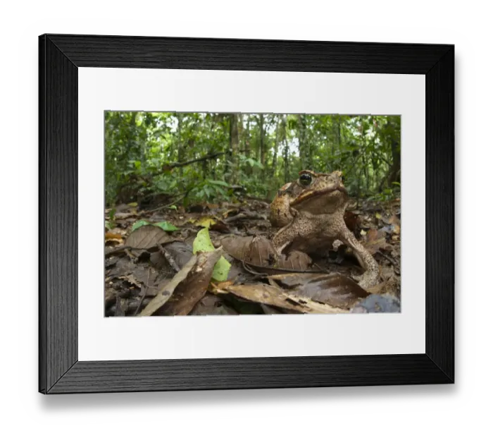 Framed Print : Cane Toad (Rhinella marinus) adult female, sitting on leaf litter in forest habitat, Los Amigos Biological Station, Madre de Dios, Amazonia, Peru Framed Print : Cane Toad (Rhinella marinus) adult female, sitting on leaf litter in forest habitat, Los Amigos Biological Station, Madre de Dios, Amazonia, Peru
