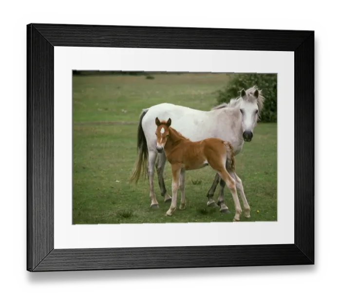 Framed Print : New Forest Pony, grey mare with foal, standing on heathland, New Forest, Hampshire, England Framed Print : New Forest Pony, grey mare with foal, standing on heathland, New Forest, Hampshire, England