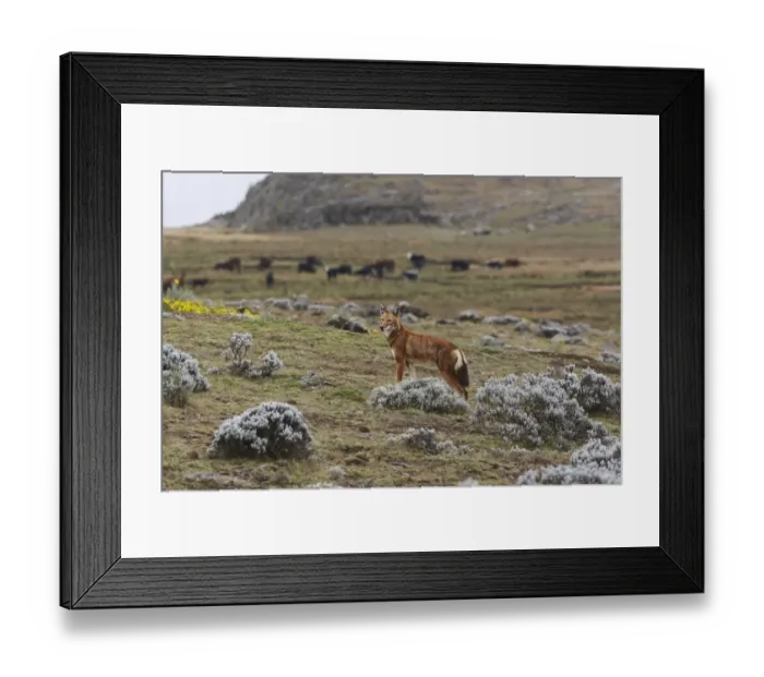 Framed Print : Ethiopian Wolf (Canis simensis) adult, standing on afro-alpine moorland habitat, with domestic cattle herd in background, Bale Mountains, Oromia, Ethiopia Framed Print : Ethiopian Wolf (Canis simensis) adult, standing on afro-alpine moorland habitat, with domestic cattle herd in background, Bale Mountains, Oromia, Ethiopia