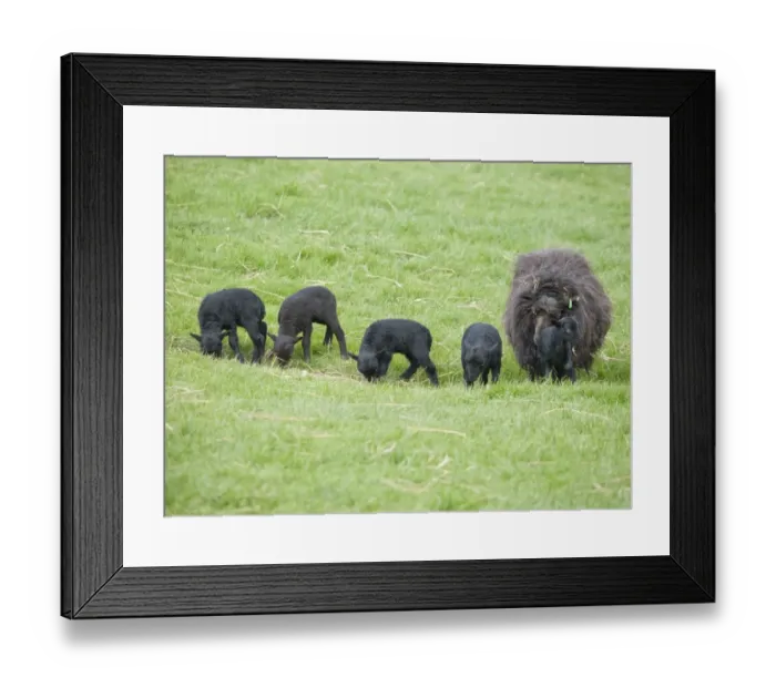 Framed Print : Domestic Sheep, Ouessant ewe with five lambs, grazing in pasture, Chipping, Lancashire, England, may Framed Print : Domestic Sheep, Ouessant ewe with five lambs, grazing in pasture, Chipping, Lancashire, England, may