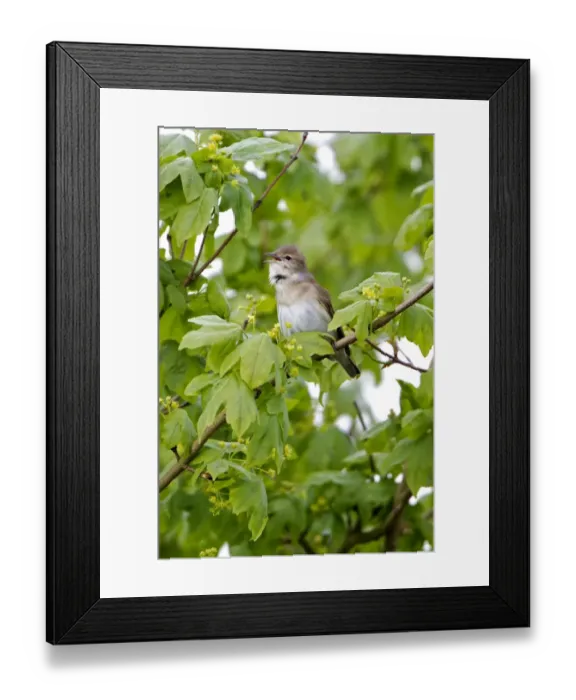 Framed Print : Garden Warbler (Sylvia borin) adult male, singing, perched in tree, England, april Framed Print : Garden Warbler (Sylvia borin) adult male, singing, perched in tree, England, april