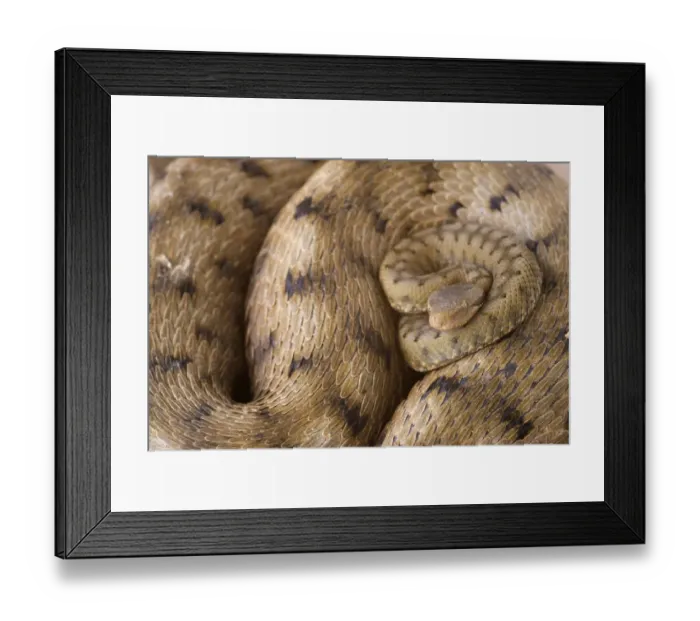Framed Print : Asp Viper (Vipera aspis) newly born young, resting on coils of mother, Moconesi, Genova, Liguria, Italy
