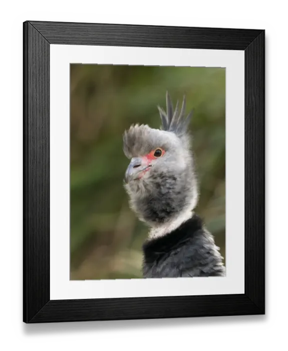 Framed Print : Southern Screamer (Chauna torquata) adult, close-up of head, Peru Framed Print : Southern Screamer (Chauna torquata) adult, close-up of head, Peru
