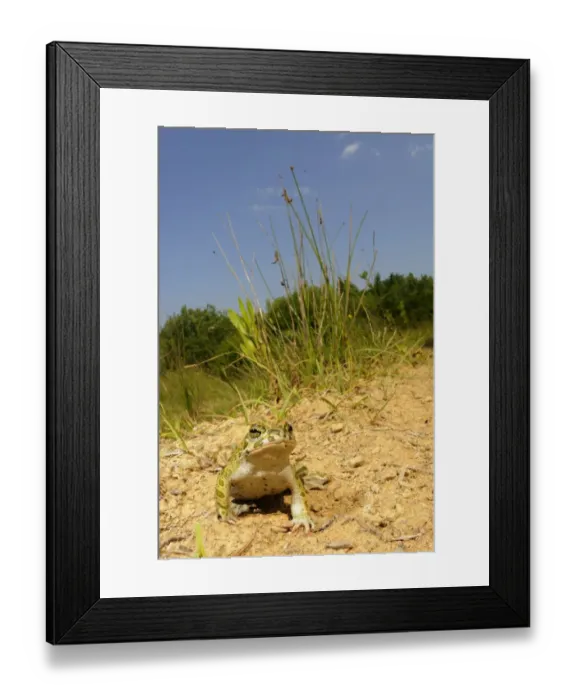 Framed Print : European Green Toad (Bufo viridis) adult, sitting in habitat, Italy, june Framed Print : European Green Toad (Bufo viridis) adult, sitting in habitat, Italy, june