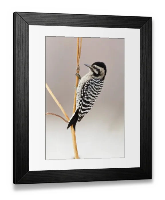 Framed Print : Downy Woodpecker (Picoides pubescens) adult female, foraging on stems, Bosque del Apache National Wildlife Refuge, New Mexico, U. S. A. december Framed Print : Downy Woodpecker (Picoides pubescens) adult female, foraging on stems, Bosque del Apache National Wildlife Refuge, New Mexico, U. S. A. december