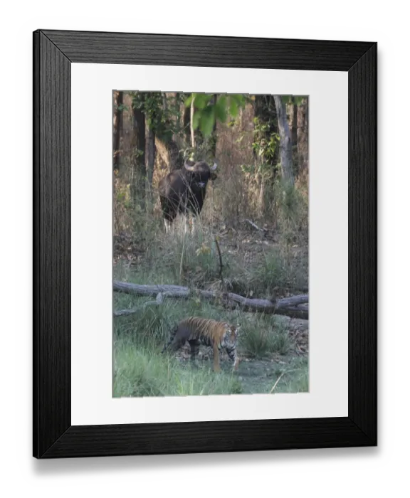 Framed Print : Indian Tiger (Panthera tigris tigris) adult, walking in habitat with Gaur (Bos gaurus) in background, Kanha N. P. Madhya Pradesh, India Framed Print : Indian Tiger (Panthera tigris tigris) adult, walking in habitat with Gaur (Bos gaurus) in background, Kanha N. P. Madhya Pradesh, India