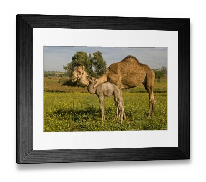 Framed Print : Dromedary Camel (Camelus dromedarius) adult female with young, feeding, standing amongst wildflowers, near Essaouira, Morocco, february Framed Print : Dromedary Camel (Camelus dromedarius) adult female with young, feeding, standing amongst wildflowers, near Essaouira, Morocco, february
