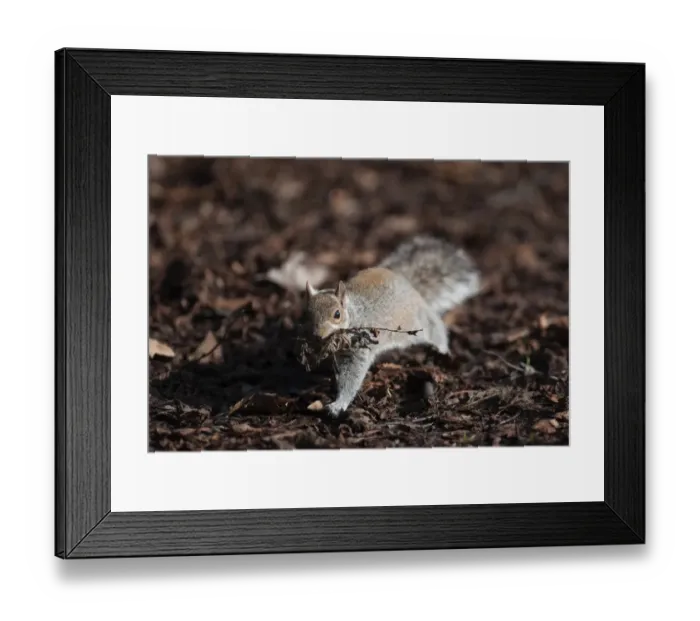 Framed Print : Eastern Grey Squirrel (Sciurus carolinensis) introduced species, adult, gathering nesting material in city parkland, Regents Park, London, England, february Framed Print : Eastern Grey Squirrel (Sciurus carolinensis) introduced species, adult, gathering nesting material in city parkland, Regents Park, London, England, february