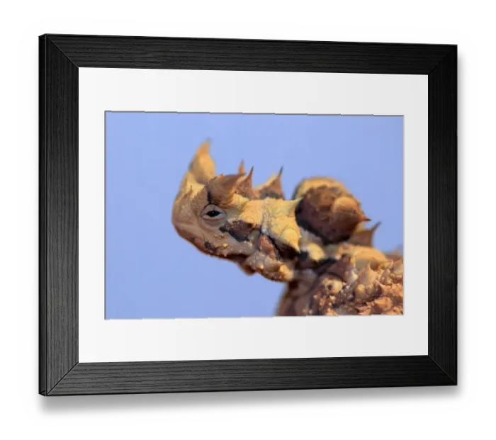 Framed Print : Thorny Devil (Moloch horridus) adult, close-up of head, Outback, Northern Territory, Australia